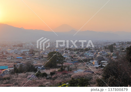小田原市 曽我梅林 見晴台からの梅林と富士山 小田原市 曽我梅林 見晴台からの梅林と富士山 137800879