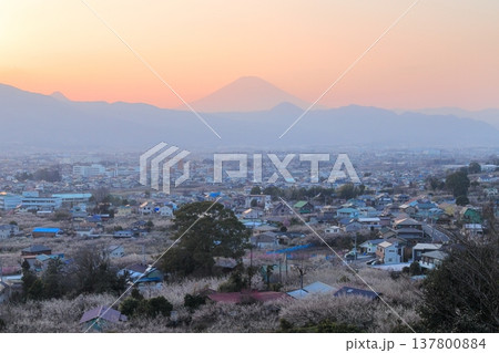 小田原市　曽我梅林　見晴台からの梅林と富士山 137800884