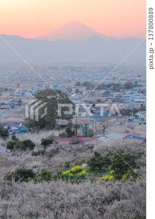小田原市 曽我梅林 見晴台からの梅林と富士山 小田原市 曽我梅林 見晴台からの梅林と富士山 137800889
