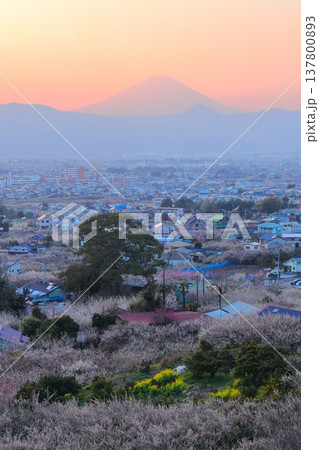小田原市 曽我梅林 見晴台からの梅林と富士山 小田原市 曽我梅林 見晴台からの梅林と富士山 137800893