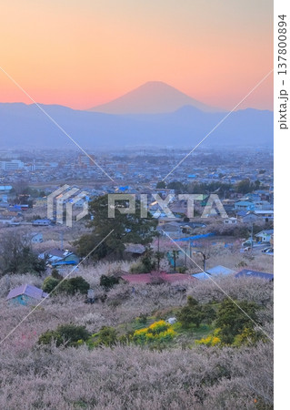 小田原市 曽我梅林 見晴台からの梅林と富士山 小田原市 曽我梅林 見晴台からの梅林と富士山 137800894