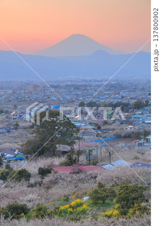 小田原市　曽我梅林　見晴台からの梅林と富士山 137800902