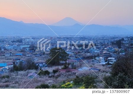 小田原市　曽我梅林　見晴台からの梅林と富士山 137800907