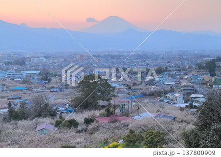 小田原市 曽我梅林 見晴台からの梅林と富士山 小田原市 曽我梅林 見晴台からの梅林と富士山 137800909