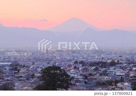 小田原市 曽我梅林 見晴台からの梅林と富士山 小田原市 曽我梅林 見晴台からの梅林と富士山 137800921