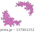 芝桜のフレーム素材 137801252