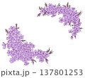 芝桜のフレーム素材 137801253
