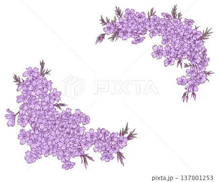 芝桜のフレーム素材 137801253