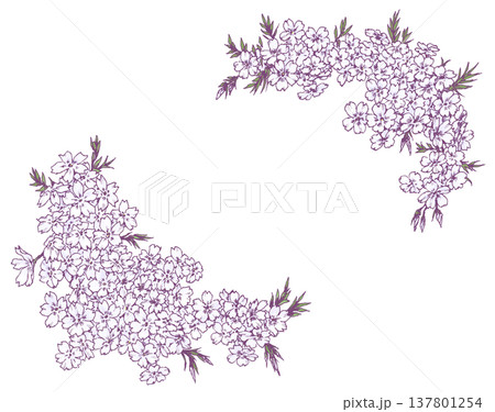 芝桜のフレーム素材 137801254