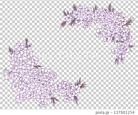 芝桜のフレーム素材 137801254