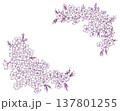 芝桜のフレーム素材 137801255