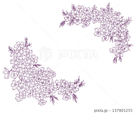 芝桜のフレーム素材 芝桜のフレーム素材 137801255