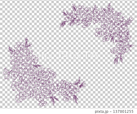 芝桜のフレーム素材 芝桜のフレーム素材 137801255