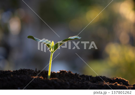 home growth vegetable sprout under dramatic light sun ray home growth vegetable sprout under dramatic light sun ray 137801262