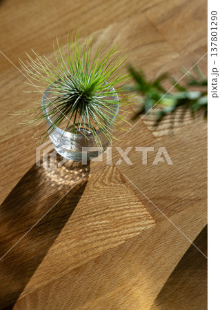 エアプランツ 137801290