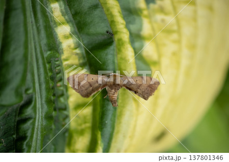 カギバモドキ 137801346