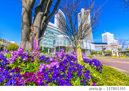 日本の横浜都市景観3月15日。エアキャビンの桜木町駅やヒューリックみなとみらい、花などを望む 日本の横浜都市景観3月15日。エアキャビンの桜木町駅やヒューリックみなとみらい、花などを望む 137801391