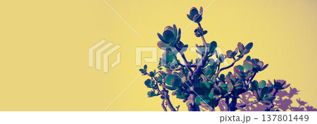 Crassula plant on a yellow background. Horizontal banner Crassula plant on a yellow background. Horizontal banner 137801449