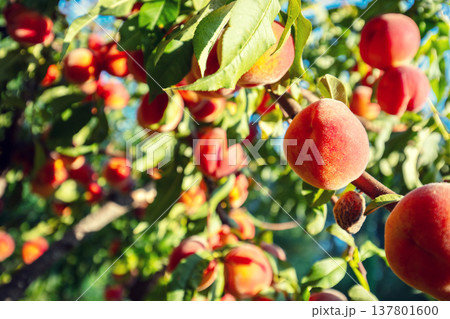 Ripe peaches on a branch in an orchard. Nature background. Harvest of ripe peaches Ripe peaches on a branch in an orchard. Nature background. Harvest of ripe peaches 137801600