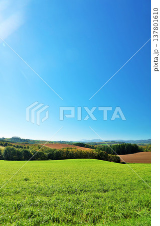 北海道　夏の青空と美瑛の風景 137801610