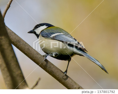 枝にとまるシジュウカラ Great Tit side view wildlife bird in n 枝にとまるシジュウカラ Great Tit side view wildlife bird in n 137801792