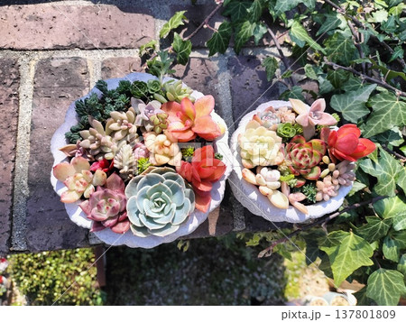 春の日差しに映える多肉寄せ植え 春の日差しに映える多肉寄せ植え 137801809