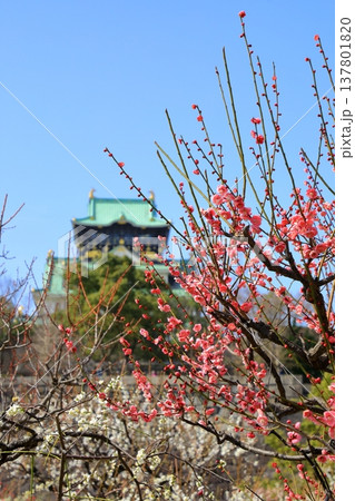 大阪城と満開の梅の花 137801820