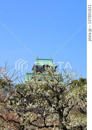 大阪城と満開の梅の花 137801821