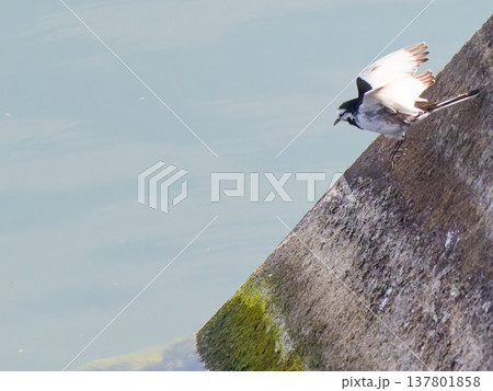 水辺から飛び立つハクセキレイ White Wagtail taking off over water 137801858