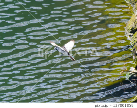 水面を飛ぶハクセキレイ White Wagtail flying over rippled wate 水面を飛ぶハクセキレイ White Wagtail flying over rippled wate 137801859