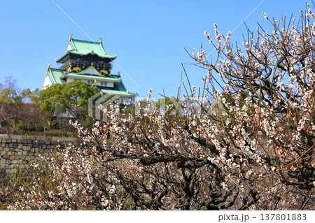 大阪城と満開の梅の花 137801883