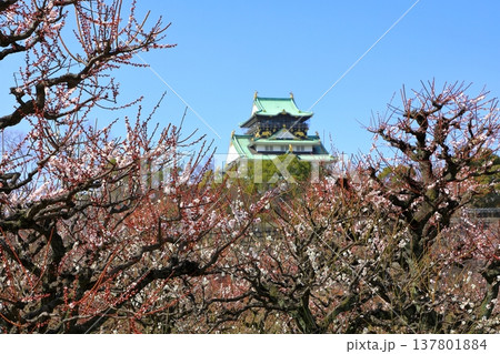 大阪城と満開の梅の花 大阪城と満開の梅の花 137801884