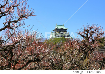 大阪城と満開の梅の花 大阪城と満開の梅の花 137801885