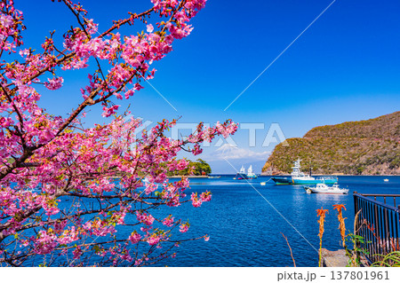（静岡県）河津桜咲く、西伊豆・戸田漁港　富士山遠望 137801961