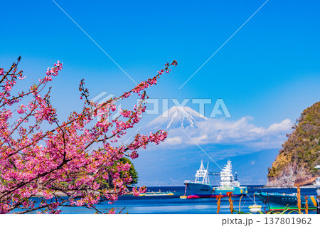 （静岡県）河津桜咲く、西伊豆・戸田漁港　富士山遠望 137801962