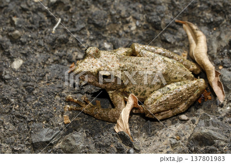 カジカガエル 137801983