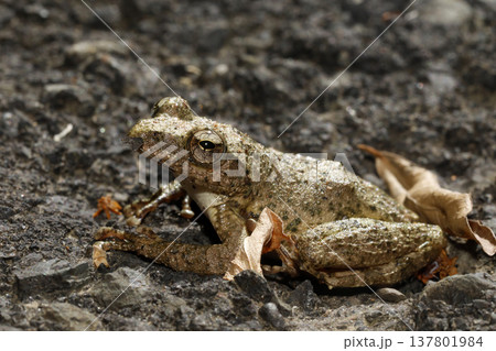 カジカガエル 137801984