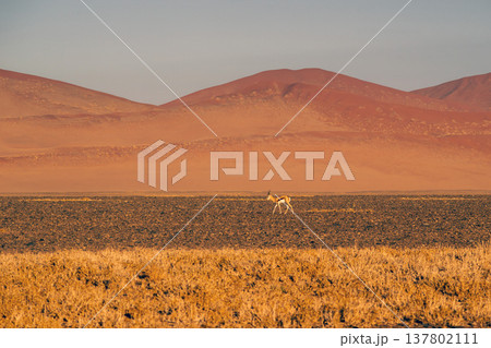 Thomson's gazelle in desert 137802111