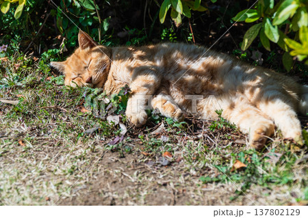 昼寝の野良猫 昼寝の野良猫 137802129