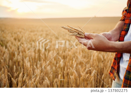 Quality product. Detailed side close up view of man that is holding wheat on the field Quality product. Detailed side close up view of man that is holding wheat on the field 137802275