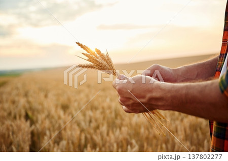 Quality product. Detailed side close up view of man that is holding wheat on the field 137802277