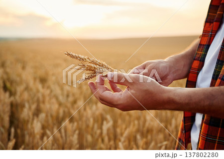 Detailed side close up view of man that is holding wheat on the field Detailed side close up view of man that is holding wheat on the field 137802280