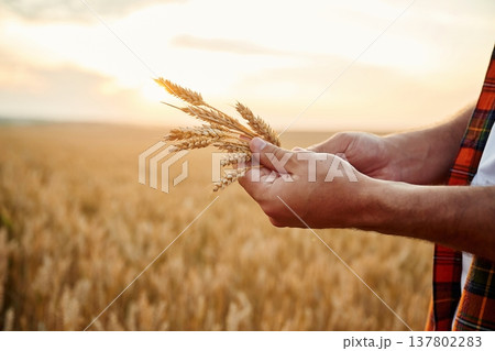 Detailed side close up view of man that is holding wheat on the field 137802283