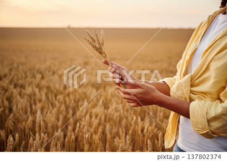 In yellow clothes. Side close up view of woman's hands that is holding wheat on the field In yellow clothes. Side close up view of woman's hands that is holding wheat on the field 137802374