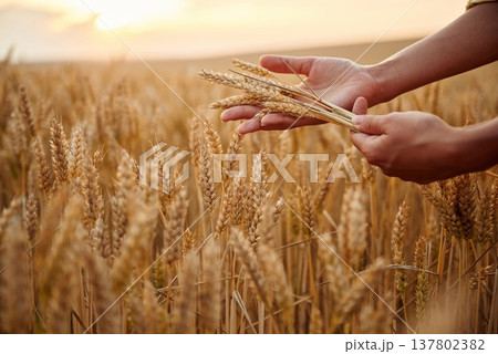 Employee is doing quality control. Side close up view of woman's hands that is holding wheat on the field Employee is doing quality control. Side close up view of woman's hands that is holding wheat on the field 137802382