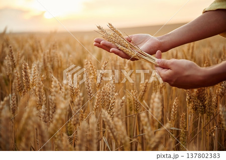 Employee is doing quality control. Side close up view of woman's hands that is holding wheat on the field 137802383