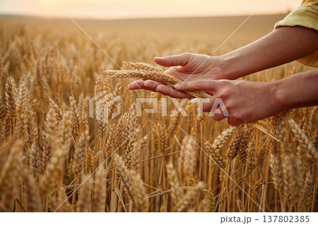 Side close up view of woman's hands that is holding wheat on the field Side close up view of woman's hands that is holding wheat on the field 137802385