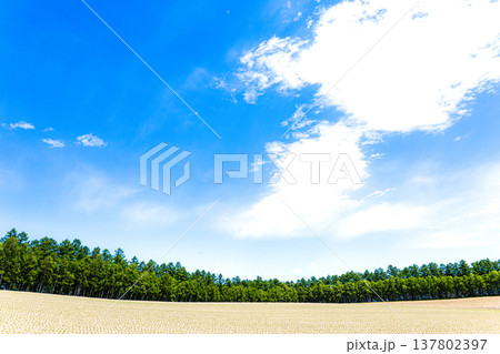 爽やかな風が吹き抜ける北海道美瑛町の丘の畑と青空 137802397