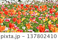 絵画のようなチューリップの花畑 137802410