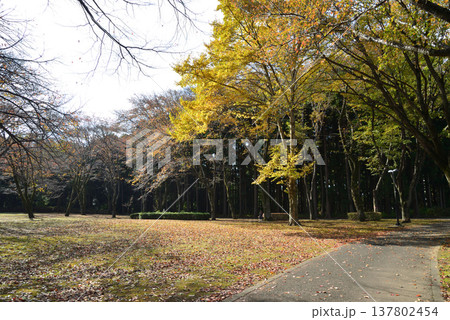 偕楽園もみじ谷の紅葉　2025-11-8　＃61 137802454